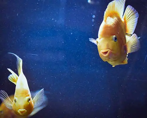 Fische im Aquarium